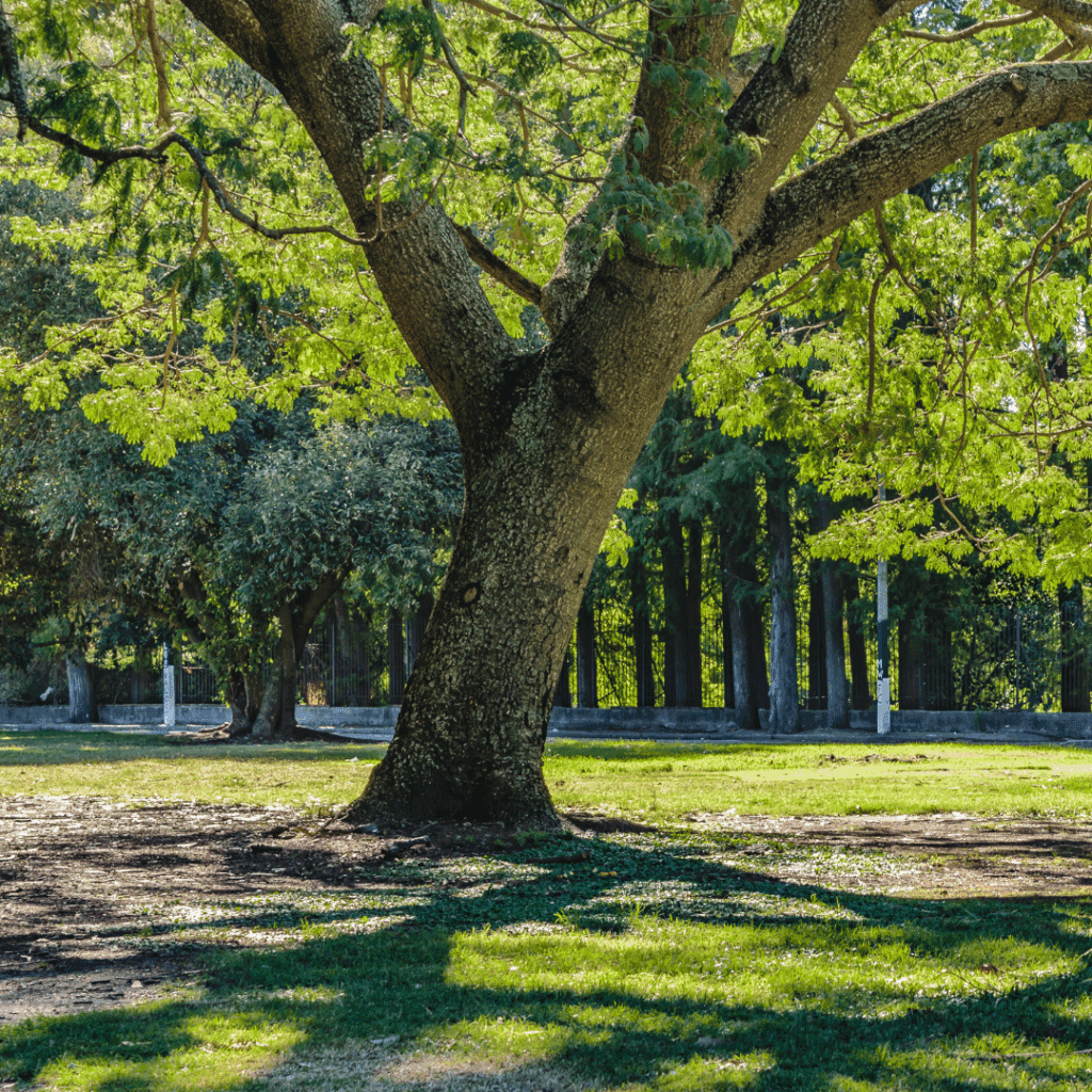 A sun-dappled park in Lancashire featuring a large tree with vibrant green leaves and a peaceful walking path.