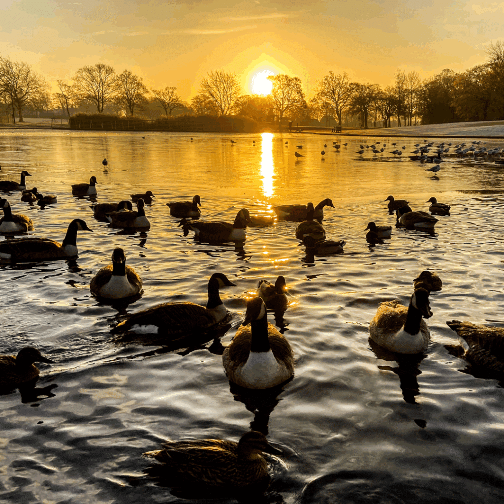 Ducks and geese swimming on a calm lake as the sun sets, casting golden light across the water and silhouetting the trees.