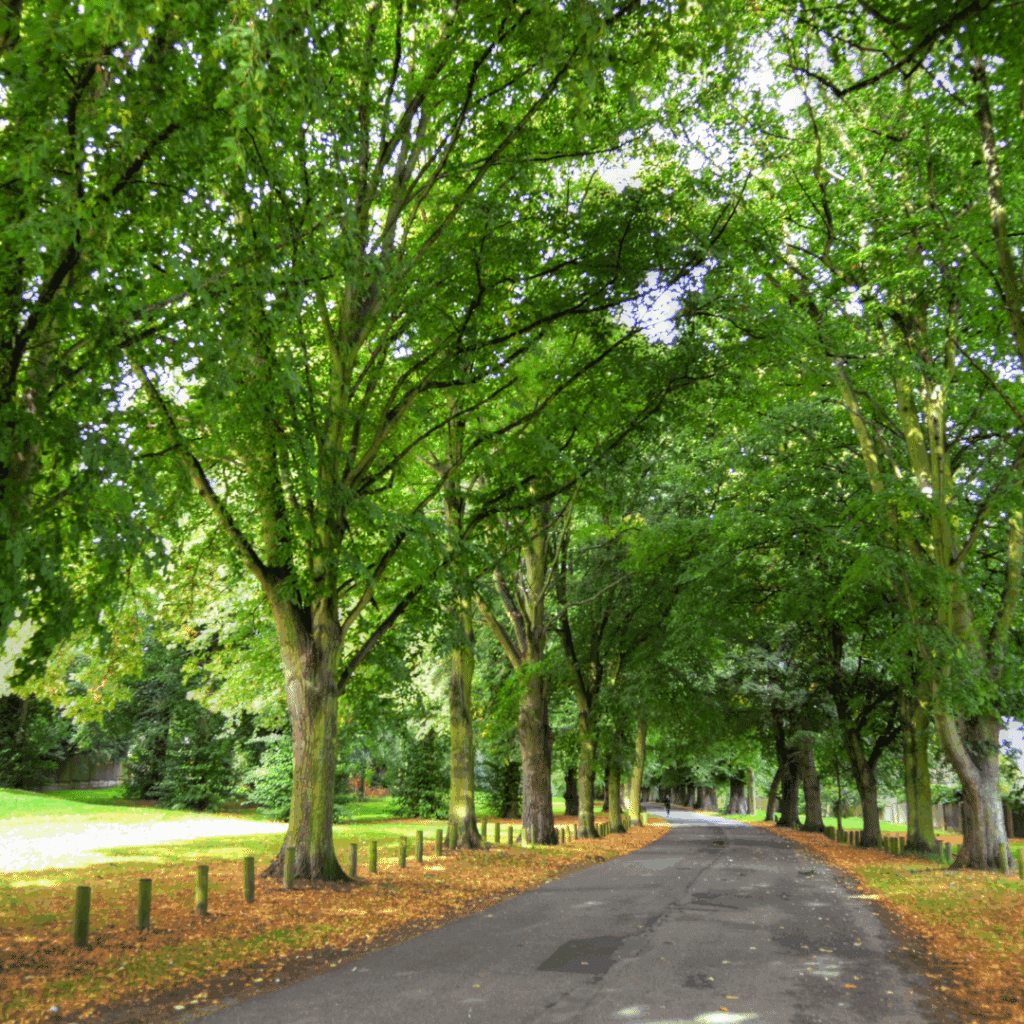 A peaceful tree-lined pathway through a park in Nottingham, covered by a canopy of green leaves and scattered with autumn leaves.