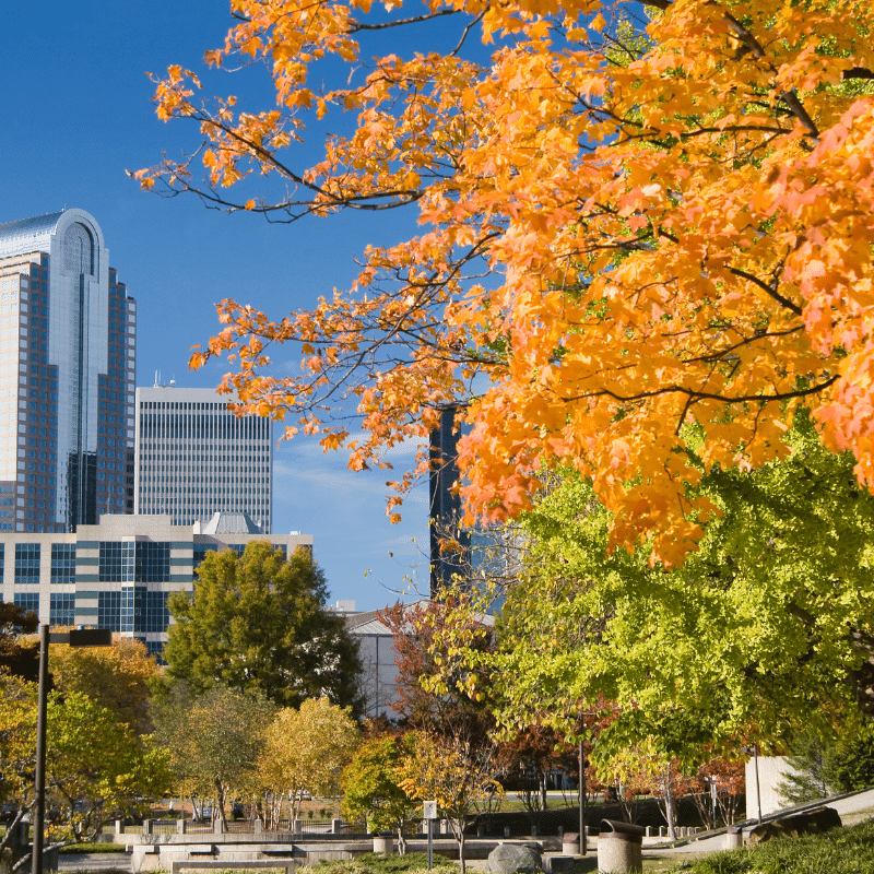 A view of the Charlotte skyline framed by colourful autumn trees in a city park, showcasing modern buildings and vibrant seasonal foliage.