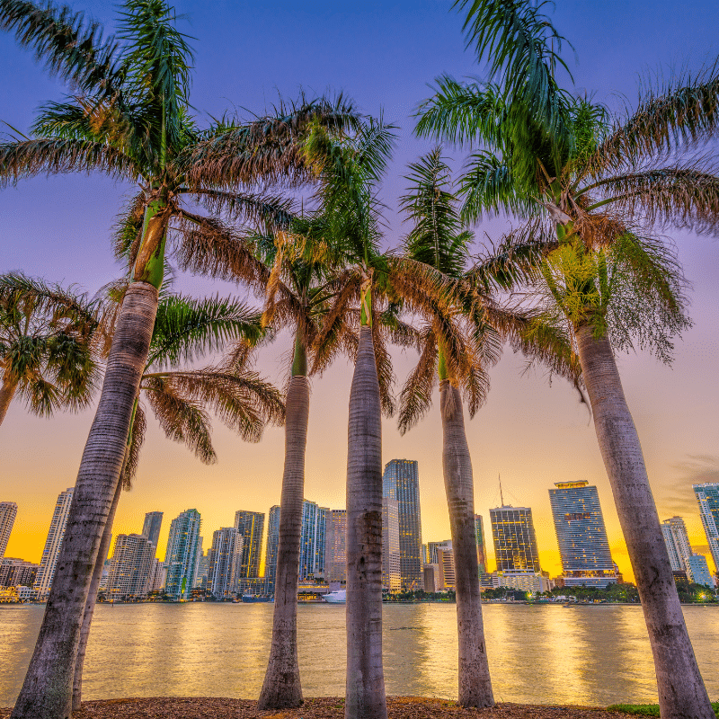 Palm trees framing the Miami skyline at sunset, with tall buildings reflecting in the calm water, capturing the city’s tropical and vibrant atmosphere.